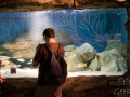 Sydney Sealife Aquarium Guillaume