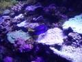 Sydney Sealife Aquarium dory