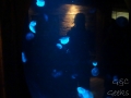Sydney Sealife Aquarium meduses