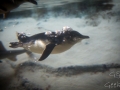 Sydney Sealife Aquarium pingouins et requins 5
