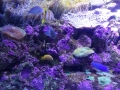 Sydney Sealife Aquarium poissons (2)