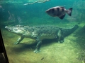 Wildlife Sydney Zoo crocodile 4