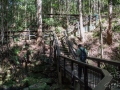 escaliers vers la randonnée kondalilla falls
