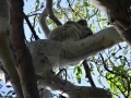 koala dans un arbre 2 noosa