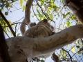 koala dans un arbre 5 noosa