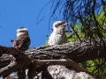 kookaburra noosa