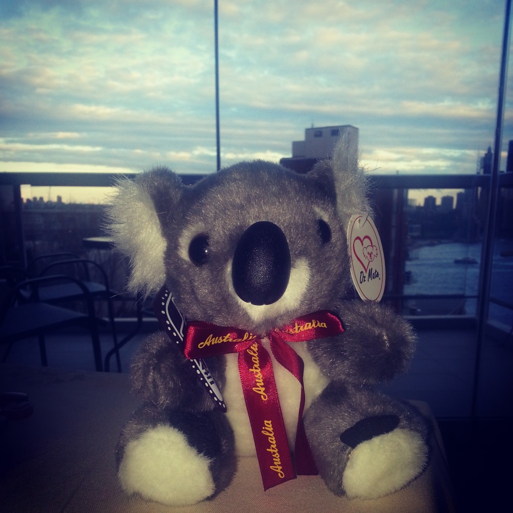 6-achat koala