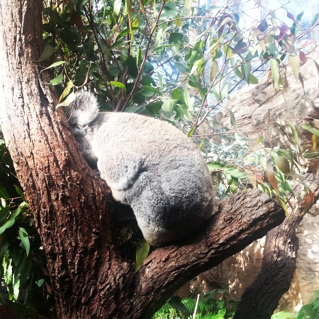 6-koala wildlife zoo