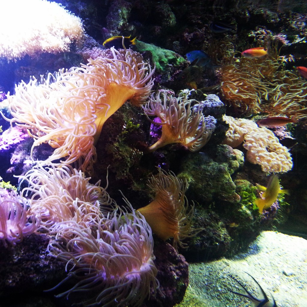 7-sealife aquarium anenomemi