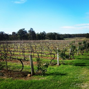 2-tintillate vineyard