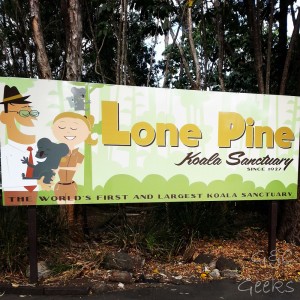 7- lone pine koala