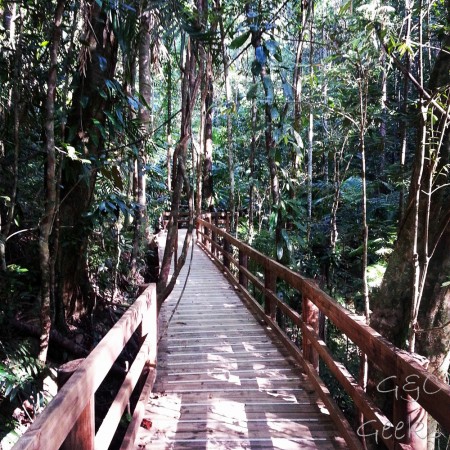 2-boardwalk dans les bois