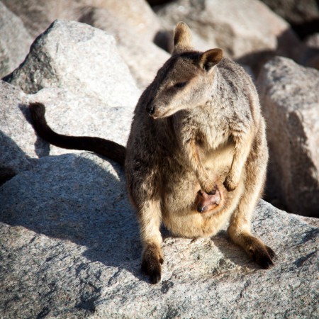 une maman wallaby avec son petit dans la poche