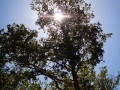 paysage-gers-6