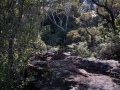 katoomba falls la forêt sur le chemin