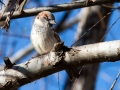 smith park oiseau dans un arbre