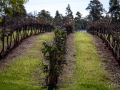 vignes tintillate estates 2