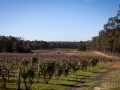 vinges tintillate estates