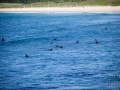 maroubra beach