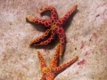 Manly Sea Life Sanctuary étoiles de mer (2)