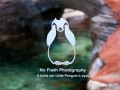 Manly Sea Life Sanctuary no flash photography little penguins eyes