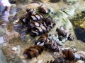 Manly Sea Life Sanctuary oeufs de requins