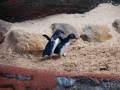 Manly Sea Life Sanctuary pingouins 5
