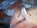 Manly Sea Life Sanctuary pingouins 6