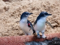 Manly Sea Life Sanctuary pingouins 7