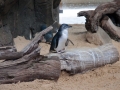 Manly Sea Life Sanctuary pingouins 8