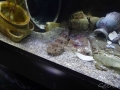 Manly Sea Life Sanctuary poisson bizarre