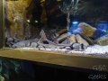 Manly Sea Life Sanctuary poissons