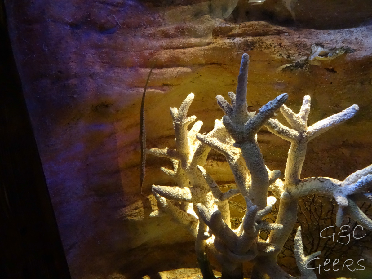 Sydney Sealife Aquarium corail et hippocampe très long