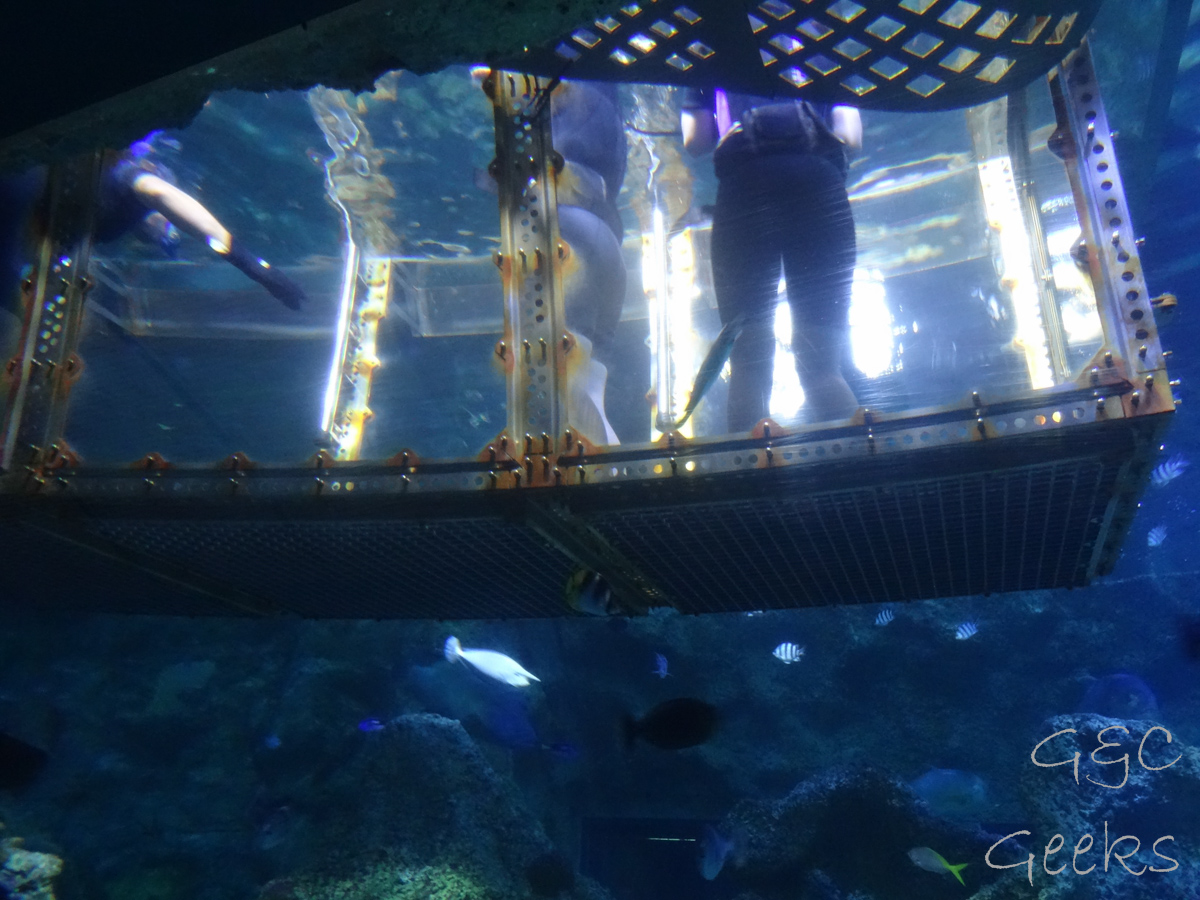 Sydney Sealife Aquarium dans la cage aux requins