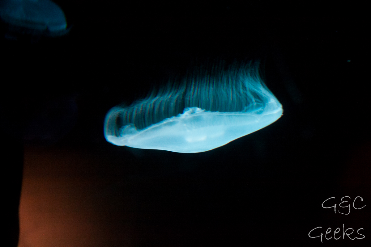 Sydney Sealife Aquarium meduse