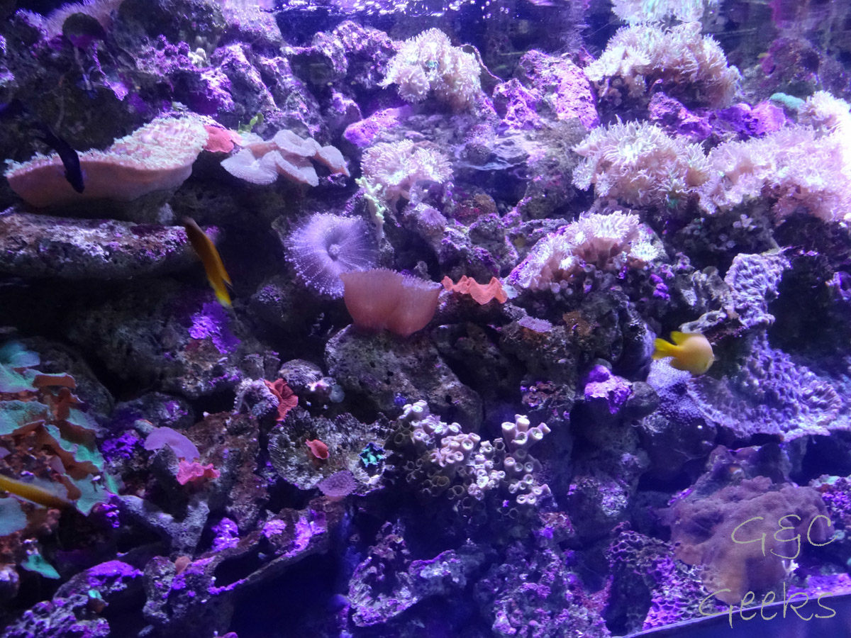 Sydney Sealife Aquarium poissons corail 2