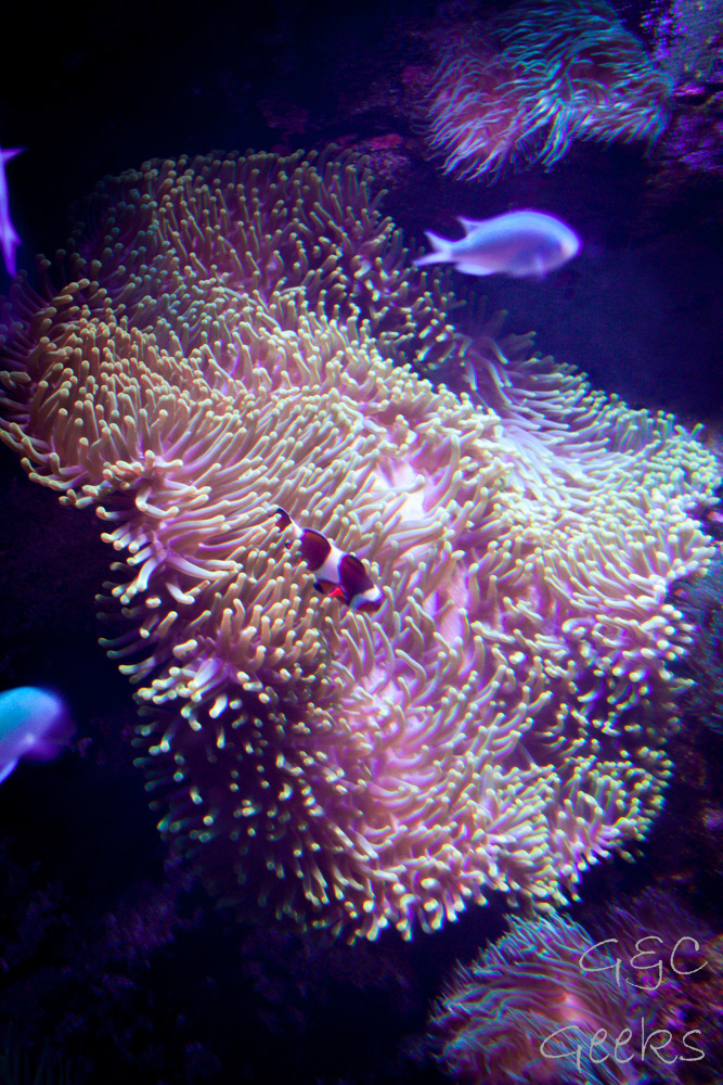 Sydney Sealife Aquarium poissons et anemonie 5