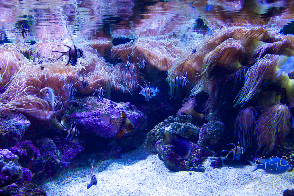 Sydney Sealife Aquarium poissons et anemonie 6