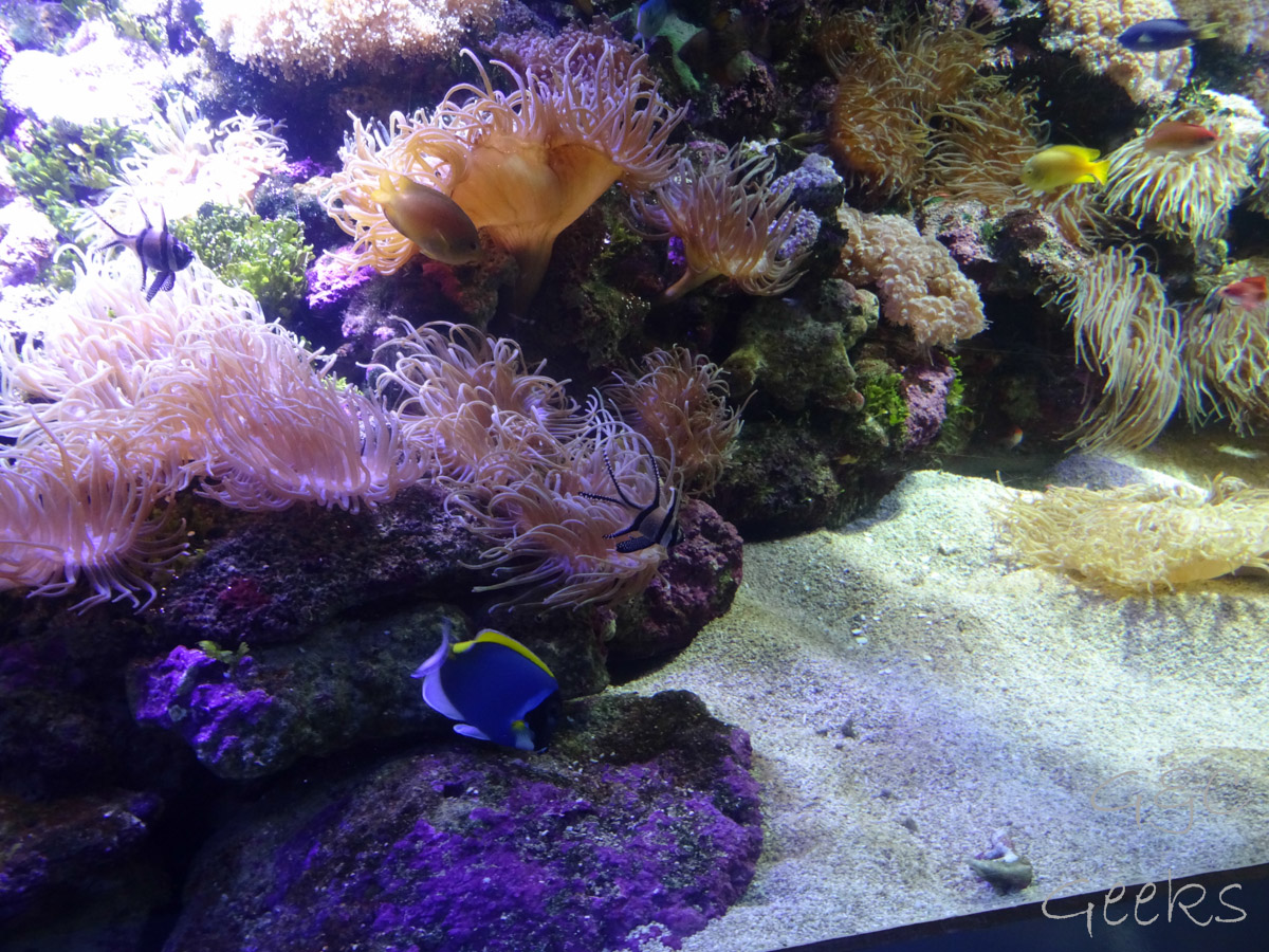 Sydney Sealife Aquarium poissons et anemonie