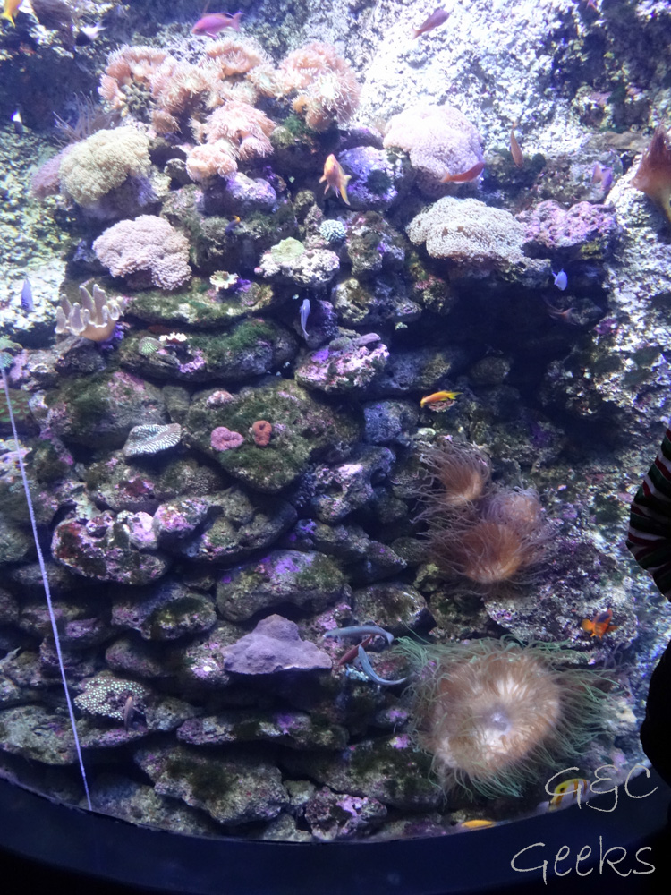Sydney Sealife Aquarium poissons et corail