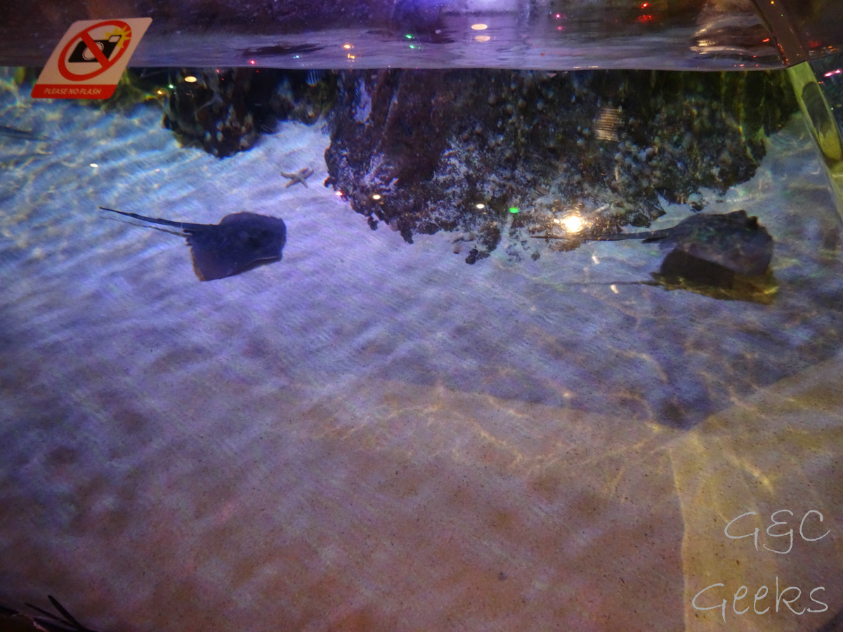 Sydney Sealife Aquarium raies mantas