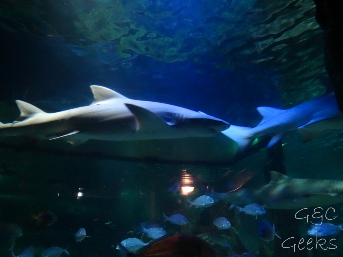 Sydney Sealife Aquarium requins pas content