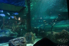 NSW - Sydney Sealife Aquarium