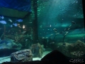 Sydney Sealife Aquarium avec les requins