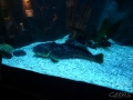 Sydney Sealife Aquarium gros poisson feignant