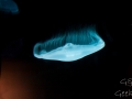 Sydney Sealife Aquarium meduse