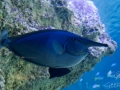Sydney Sealife Aquarium poisson gros nez