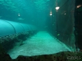 Sydney Sealife Aquarium poissons bassin