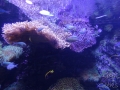 Sydney Sealife Aquarium poissons et anemonie 3