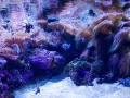 Sydney Sealife Aquarium poissons et anemonie 6